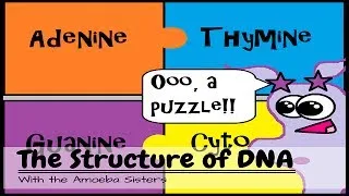 (OLD VIDEO) DNA Structure and Function