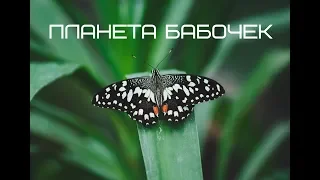 ПЛАНЕТА БАБОЧЕК НА ВДНХ