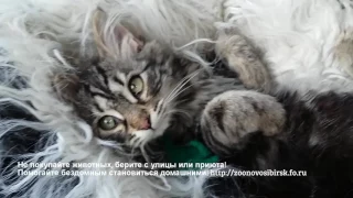 Встреча котенка из приюта с новой хозяйкой Новосибирск приют для бездомных животных