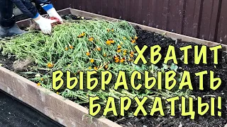 НЕ ВЫБРАСЫВАЙТЕ БАРХАТЦЫ! Сделайте с НИМИ ЭТО СЕЙЧАС, а весной СКАЖИТЕ СПАСИБО