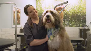 PetSmart Grooming: Bath & Haircut