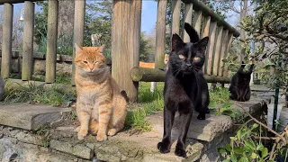 If you sit in this park, you will soon be surrounded by cats.