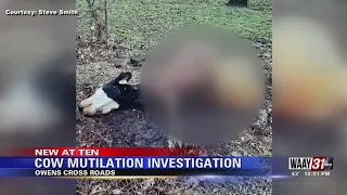 Cow Mutilation Investigation