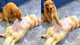 golden retriever takes care of pregnant wife