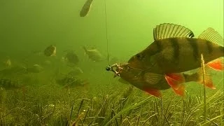 Fishing experiment: Perch & worm, rare underwater footage of catching fish in clear water.