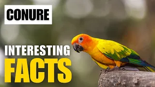 How to Uncover the Fascinating Facts of Conure | Interesting Facts | The Beast World