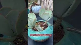 Mẹo chăm sóc sen đá | Useful tips for sucuclents 多肉植物| 다육이들 | Suculentas