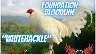 Whitehackle : The 4 Foundation Bloodlines Part 1