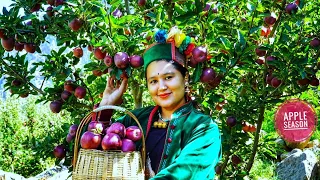 || Apple Harvesting In Kinnaur HP||