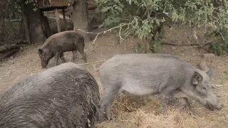 Family of Wild Boars