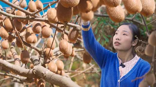 Chinese country girl， made dried kiwi fruit and kiwi sugar | wild girl