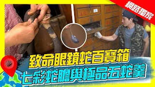 【香港】致命眼鏡蛇百寶箱 珍稀七彩蛇膽與極品五蛇羹｜《世界第一等》897集濃縮精華版 #世界該去哪