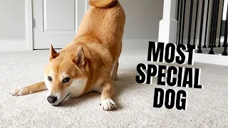 5 Things That Make Shiba Inu the Most Special Dog