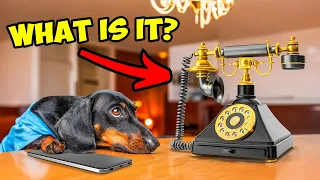 The Price Of Progress! Cute & funny dachshund dog video!