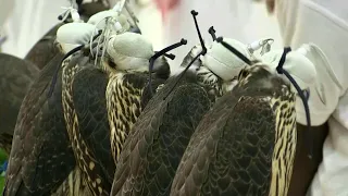 Saudi falcon exhibition in Riyadh puts birds of prey on display | AFP