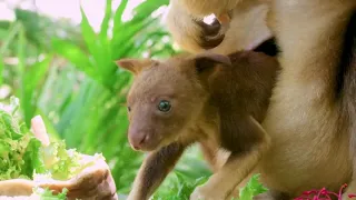 Australia's tree-kangaroo joey peeks from mother's pouch