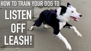 How To Train ANY DOG To Listen OFF LEASH!