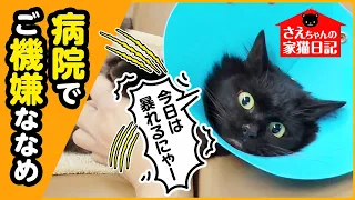 【難病を抱えた 元捨て猫】定期検査で暴れてしまった、さえちゃん【さえちゃんの家猫日記④】