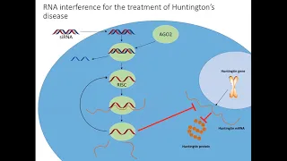 RNAi-based huntingtin lowering in the central nervous system: a new potential HD therapeutic.