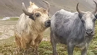 very strong 💪Yak meeting with cow must watch .| Animals Earth