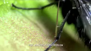 Venus fly trap in deadly action | One Life | BBC