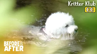 This Dog’s Goal Is To Become… A FISH?! I Before & After Ep 91