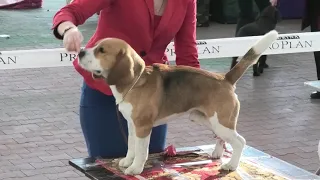 Ринг Биглей. Выставка собак Одесса. Кубок Одессы. Мемориал А.Шафира. Dog show. CACIB. КСУ. VLOG DOG.