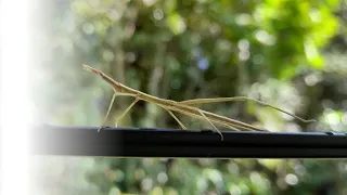 Inseto bicho - pau um mestre na camuflagem.