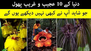 10 Weirdest Flowers In The World You've probably never seen/in Urdu/Hindi/Haqeeqat Info