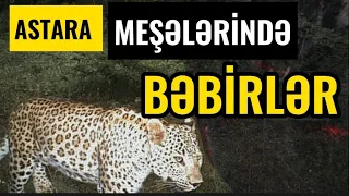 ASTARA MEŞƏLƏRİNDƏ BƏBİRLƏR ÇOXALIB.