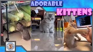 Adorable fluffy kittens, to make your day happy! Comment your favorite! #015 Subscribe for more!