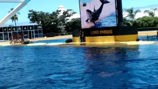 Orca show loro parque [3/4]