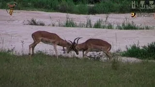 Impala Fight For Territory