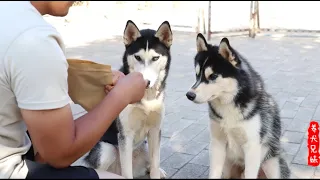 哈士奇和二哈有什么区别呢？看到最后一幕，忍住别笑 Tips of recognising purebred and mixed Huskies,watch till the end.