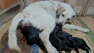 Mommy Dog Giving Birth To Cute Puppies - ASMR Dog Licking