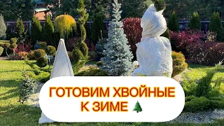 ГОТОВИМ ХВОЙНЫЕ К ЗИМЕ🌲