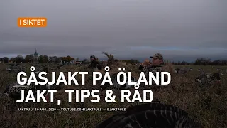 Gåsjakt på Öland - Jakt, tips & råd