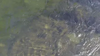 Big salmon filmed with drone in Norway.