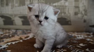 Шотландские котята, фолды и страйт. Kittens Scottish, fold and straight.