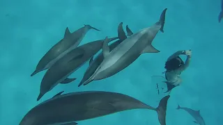 Freediving with Dolphins in Sataya Reef