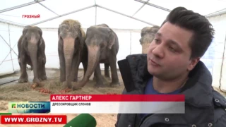 Международный цирк братьев Гертнер приехал в Чечню (2017)