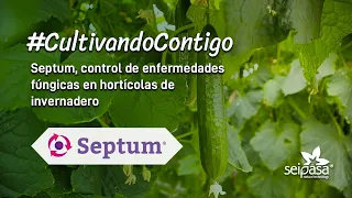 Control de enfermedades fúngicas en hortícolas de invernadero | Septum