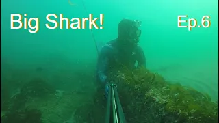 Close Shark Encounter... | Spearfishing | SOCAL