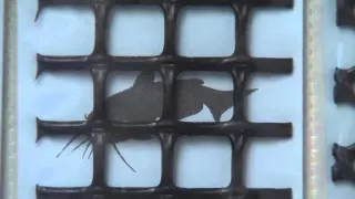 Aquaculture: Cage Culture