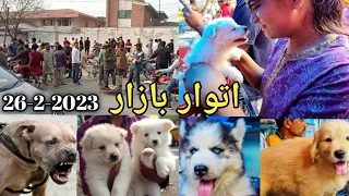 Sunday dog Market in Pakistan - Persian cat - Tollinton market Lahore - Dog market in Pakistan