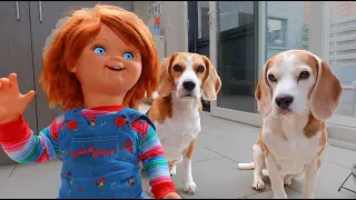 Dogs vs Chucky : Funny Beagles Louie & Marie