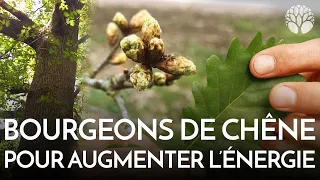 "Fort comme un chêne" : une histoire de bourgeons