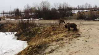 Сразу три медведя встретили туристов под Териберкой