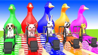 5 Giant Duck, Monkey, Piglet, chicken, dog, rabbit, Sheep, Transfiguration funny animals 2024