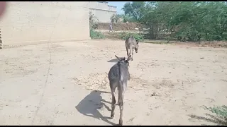 krycie koni zimnokrwistych sokólskich skolo. donkey vs horse,#donkey #o burro || donkey sex horse